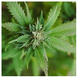 Mary Jane Flavor