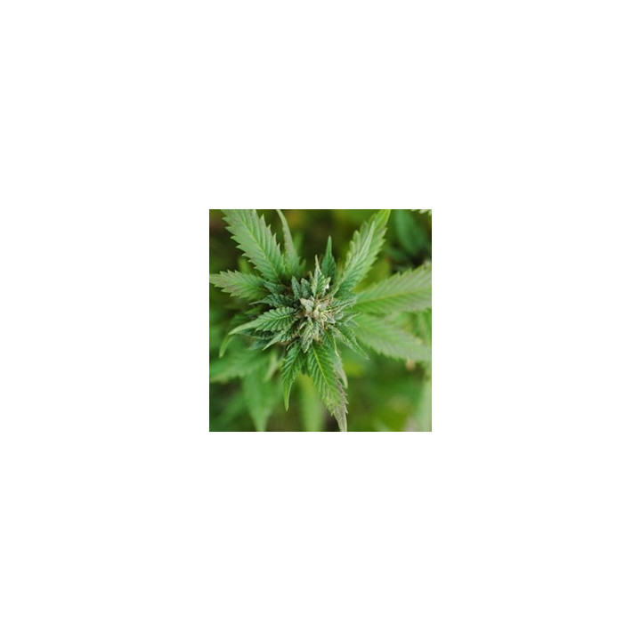 Mary Jane Flavor