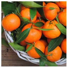 Orange Mandarin Flavor
