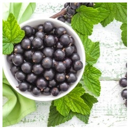 Black Currant Flavor