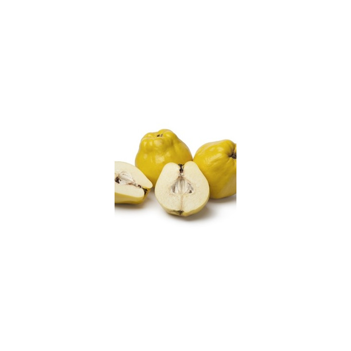 Quince Flavor