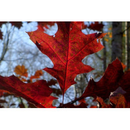 Red Oak Flavor