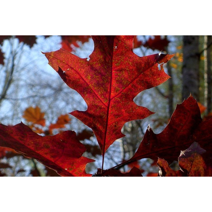 Red Oak Flavor
