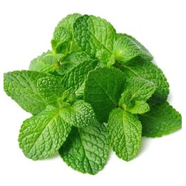 Spearmint Flavor