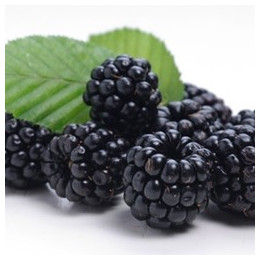 Blackberry Flavor
