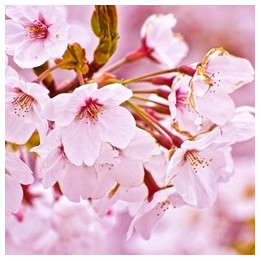 Cherry Blossom (PG)