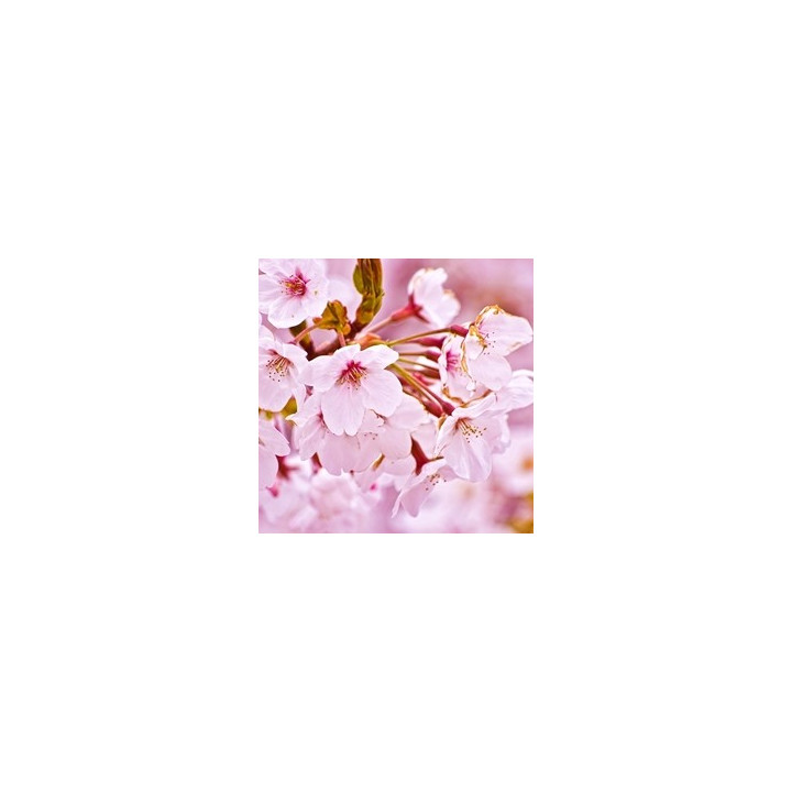 Cherry Blossom (PG)