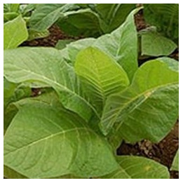 DK Tobacco Base Flavor