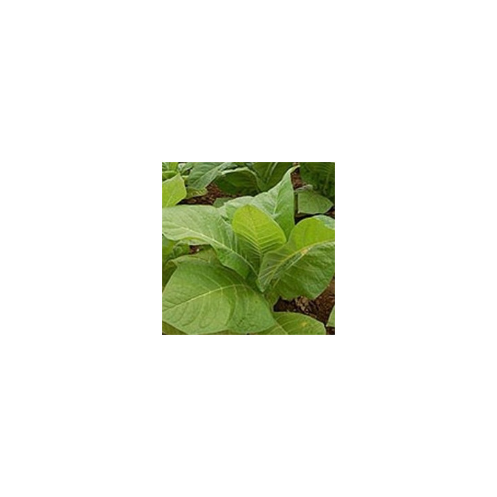 DK Tobacco Base Flavor
