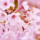 Cherry Blossom (PG)