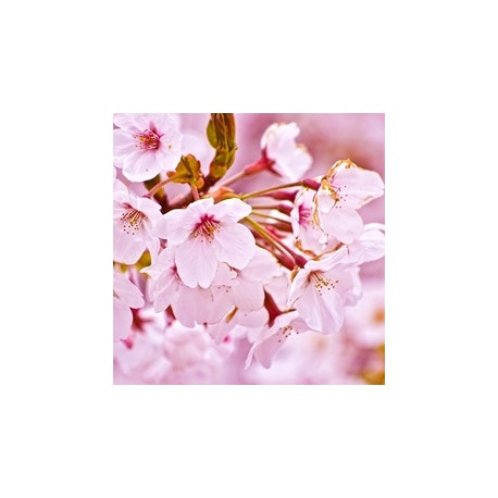 Cherry Blossom (PG)